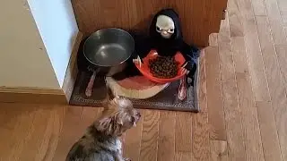 Owner Pranks Dog With Halloween Candy Bowl | Pet Pranks