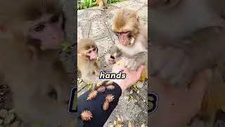 When a wild monkey becomes your personal bug remover! 🐒🤝#comedy#funny#humor#viral#trending#shorts