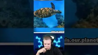 TIERE die BALD AUSSTERBEN WERDEN.. 😭