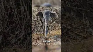 Sembra un elefante magro, ma… 👀