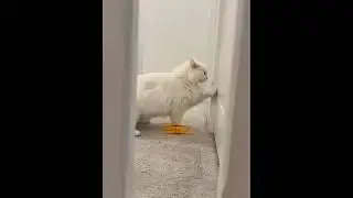 O gato não precisa ouvir para encontrá-lo!
