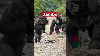 Gorilla Jambo Rettet Ihn! 🦍