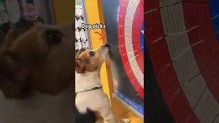 if the dog touches it, i buy it