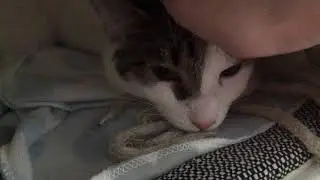 Meet my new kitty 🥺