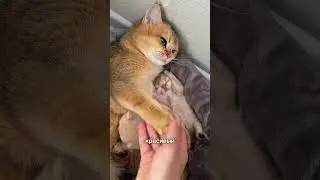 красивейшая прелесть❤️ #animals #животные