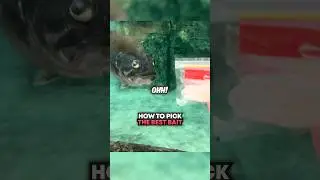 How To Pick The BEST Bait 🤯