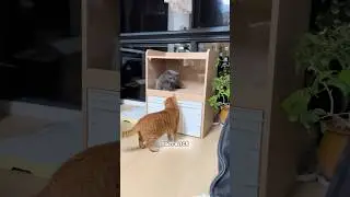 Купили туалет коту, а он явно не был готов к этому