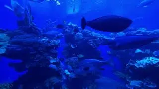 View Into The Aquarium 08 - Free (for commercial use) Footage - 4K