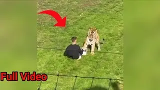 Man Jumps Into Tiger Enclosure, Attacked by Big Cat | Yorkshire Wildlife Park Evacuated