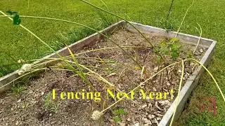 The Old Farmer  -  Update on the raised beds
