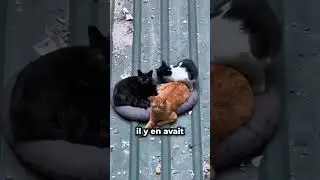 Elle Voulait Juste Aider Un Chat… 😮💖