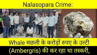 Nalasopara Crime: Man arrested for smuggling whale vomit (Ambergris) worth crores of rupees