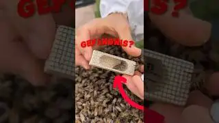 Wie setzt man eine neue Bienenkönigin richtig in den Stock? 🐝👑 #tiere #shorts