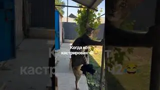 Когда кот кастрирован ч2 #cat #cats #топ #top #юмор