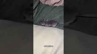 Big man raises a tiny mouse