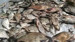Successful feeder fishing on the Vileika Reservoir