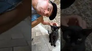 I visited the “city of kittens”