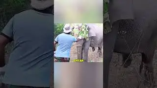 ¡No atacó a sus rescatistas y confió en ellos! ❤️🐘#shorts #elephant