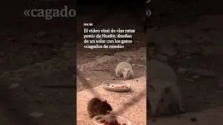 El impactante vídeo viral de «las ratas poni» de Málaga: dueñas de un solar atemorizando a los gatos