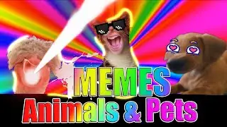 Pets & Animals MEME | Filmora Creator Academy