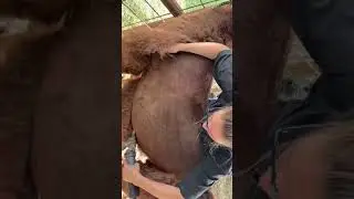Shearing Rose The Llama 🤘🏻