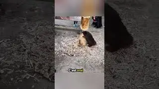Ce Castor a fait une Grosse Erreur 🦫