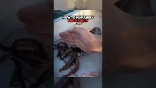 How To Humanely END A Squid 🤯