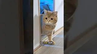 ne passez pas devant le sauvetage héroïque de ce chat 😮