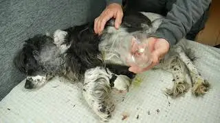Que hacer si tus cachorros Cocker Spaniels no chupan de la madre 2024