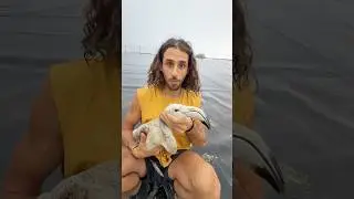 Je sauve un Flamant Rose !! 🦩🤯