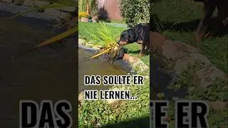 ⚠️🐶 5 Dinge, die ein Rottweiler nie lernen sollte!