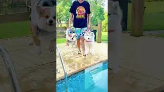 Testando a piscina dos pets de 10cm até a lotada! 🐶💦#Shorts #foryou#Cat#Dog#Cute