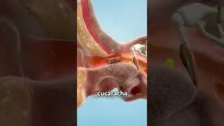 What to do if a cockroach gets in your ear? 😨