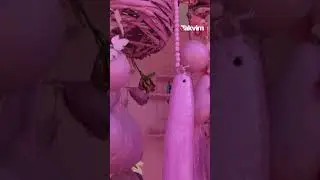 75 yaşındaki Sakine teyzenin 'Pembe' hayatı: 