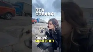 эта СОБАКА скоро исчезнет с завода