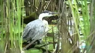Discover The Bird Life in Florida