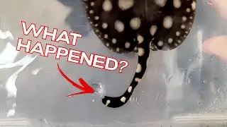 Big Spot Pups born but something's NOT right...