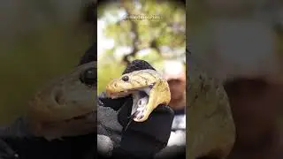 COBRA VENENOSA MORDE DEDO DO JULIO BALESTRIN! CONFIRA!