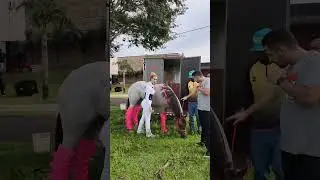 O cavalo chegou na festa da Mavie.😱🐴💖🎈🎉 #foryou