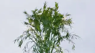 Blender 2.90 EEVEE, realistic animated plants
