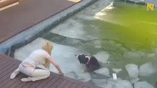 Woman Rescue Dog From Drowning In Pool 😱😰