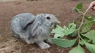 CUTE RABBIT