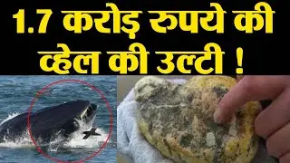 Whale की Vomit बेचने आए दो शख्स Mumbai में गिरफ्तार, 1.7 Crore है जब्त उल्टी की कीमत |वनइंडिया हिंदी