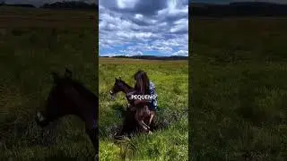 A Reação Emocionante da Mãe Cavalo Após Ser Resgatada! 🐴❤️🥹 #animais
