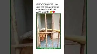 EMOCIONANTE: cão que não aceitava toque se rende ao carinho após resgate 🥹❤️