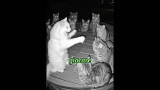 Perché i gatti hanno occhi laser? 🐱😳