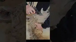 Sharp Gear Near Eyes Of A Babydoll Sheep