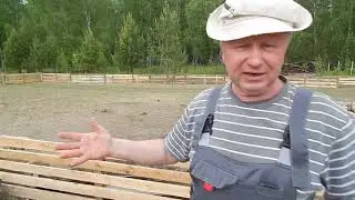 ПОРОСЯТ НЕ ХВАТАЕТ ВСЕГДА.   БИО-ФЕРМА МАНГАЛИЦА