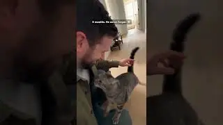 Cat Recognizes His Owner After 8 Months Away 🥺 #shorts