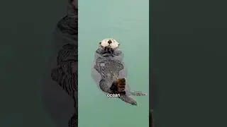 Sleeping Sea Otter